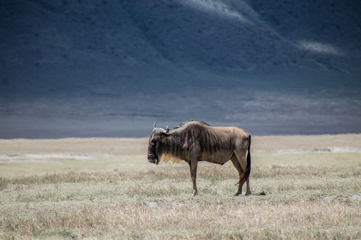 Tanzania.